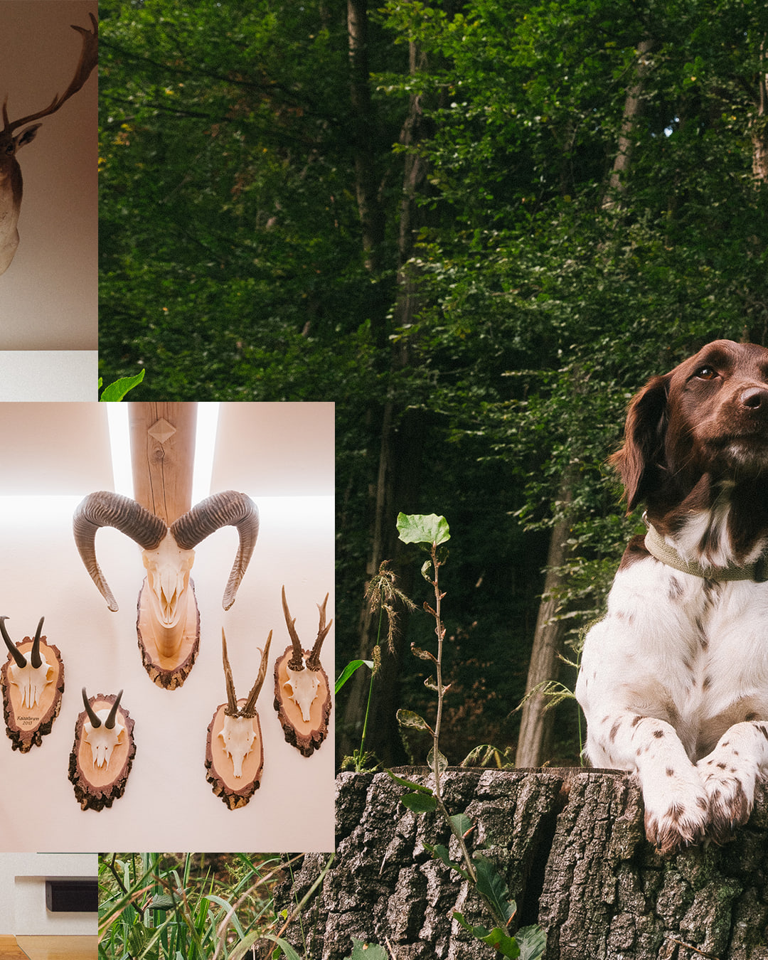 Stuffed Animals - Wald — carousel 18