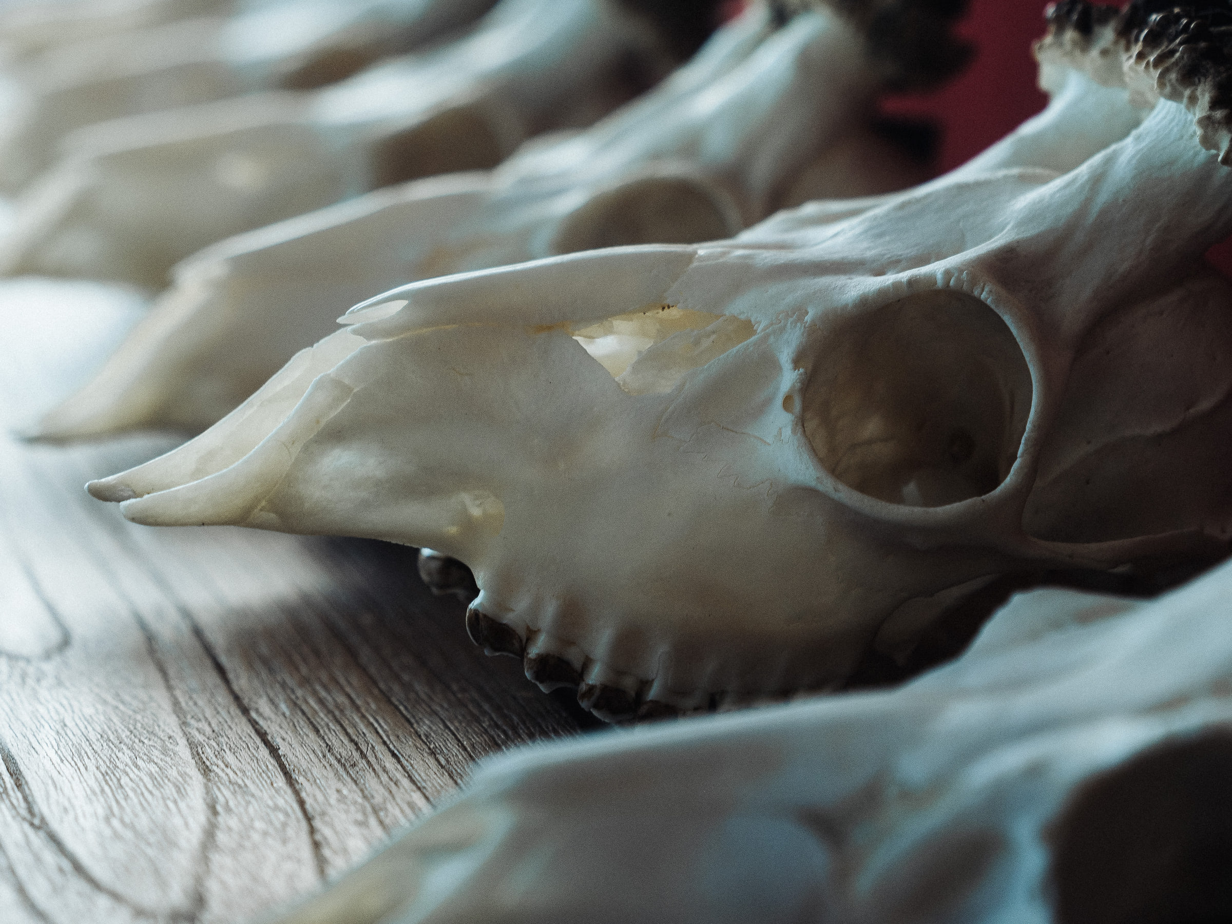Stuffed Animals - Wald — photo 9