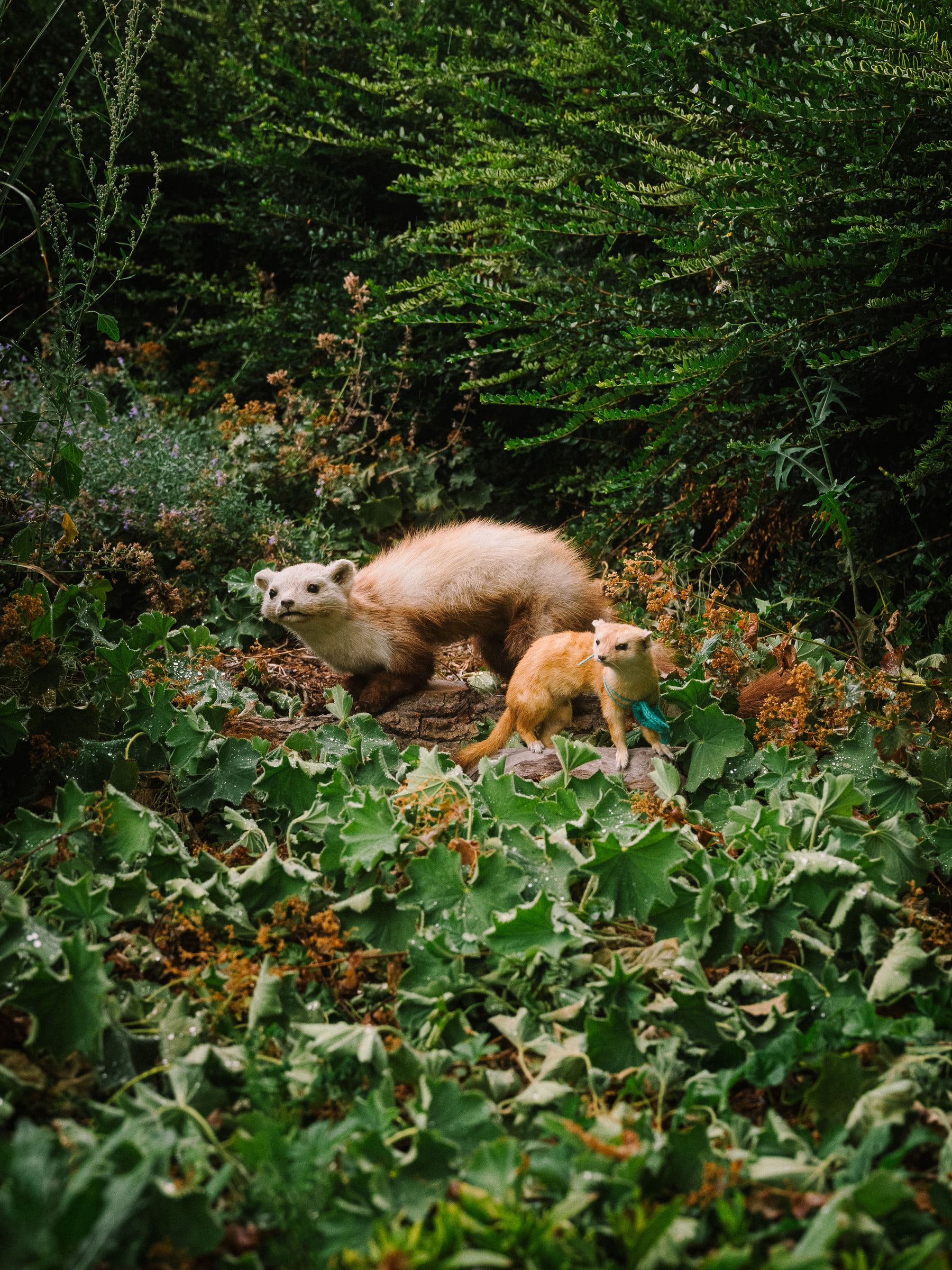 Stuffed Animals - Wald — photo 19