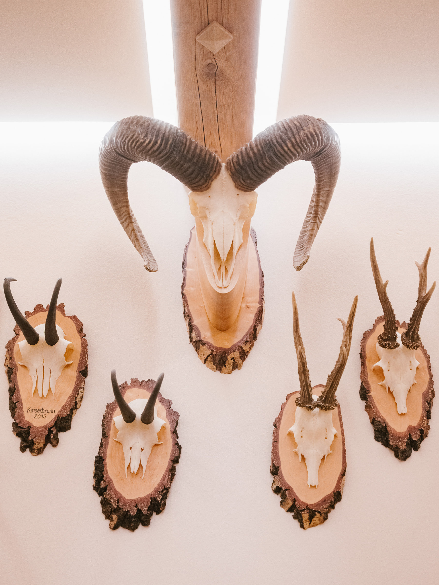 Stuffed Animals - Wald — photo 20