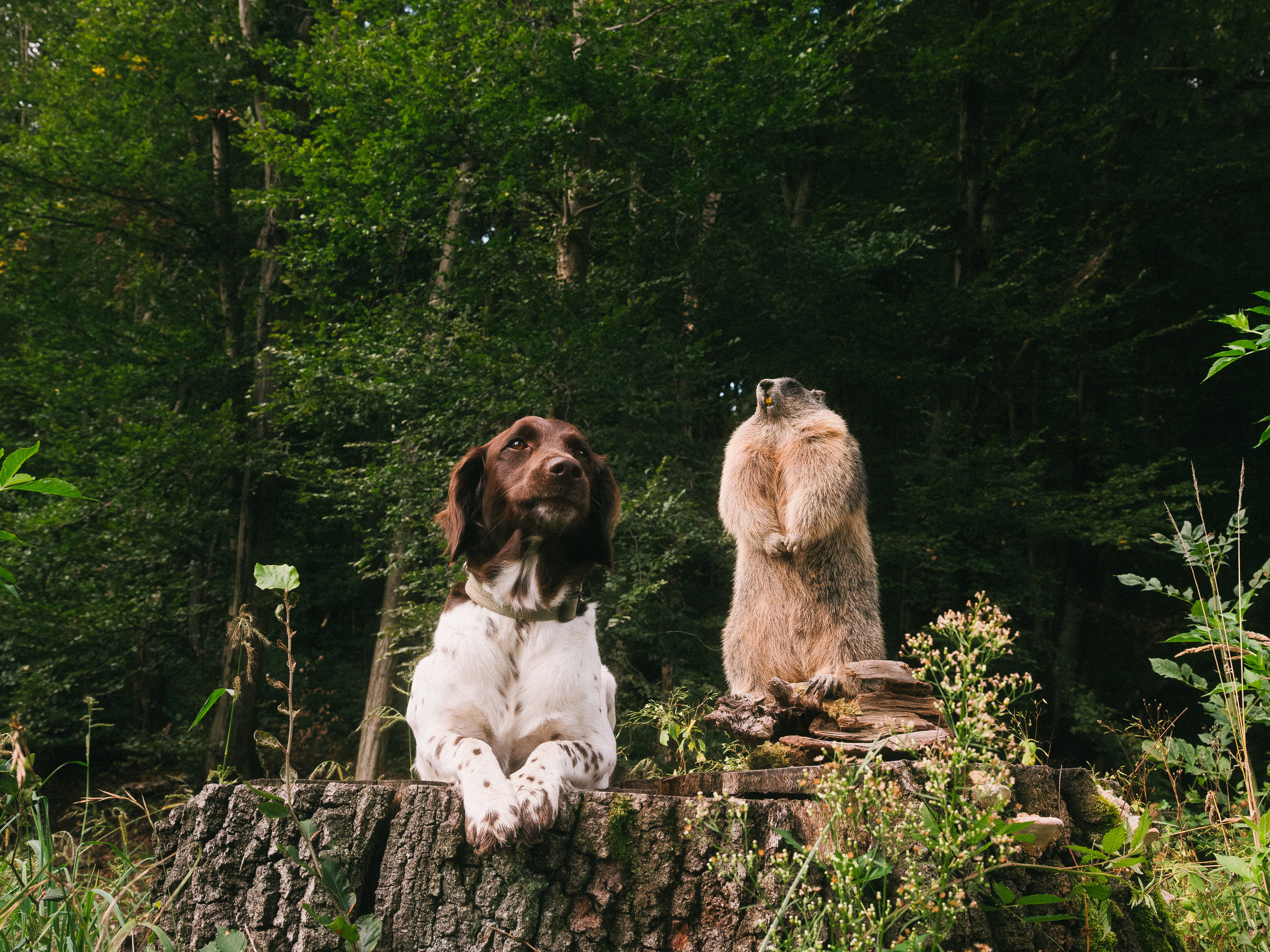 Stuffed Animals - Wald — photo 22