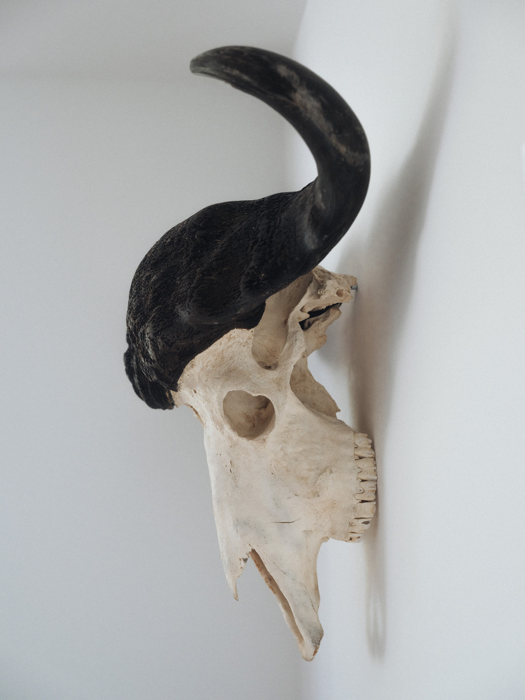 Stuffed Animals - Wald — photo 10