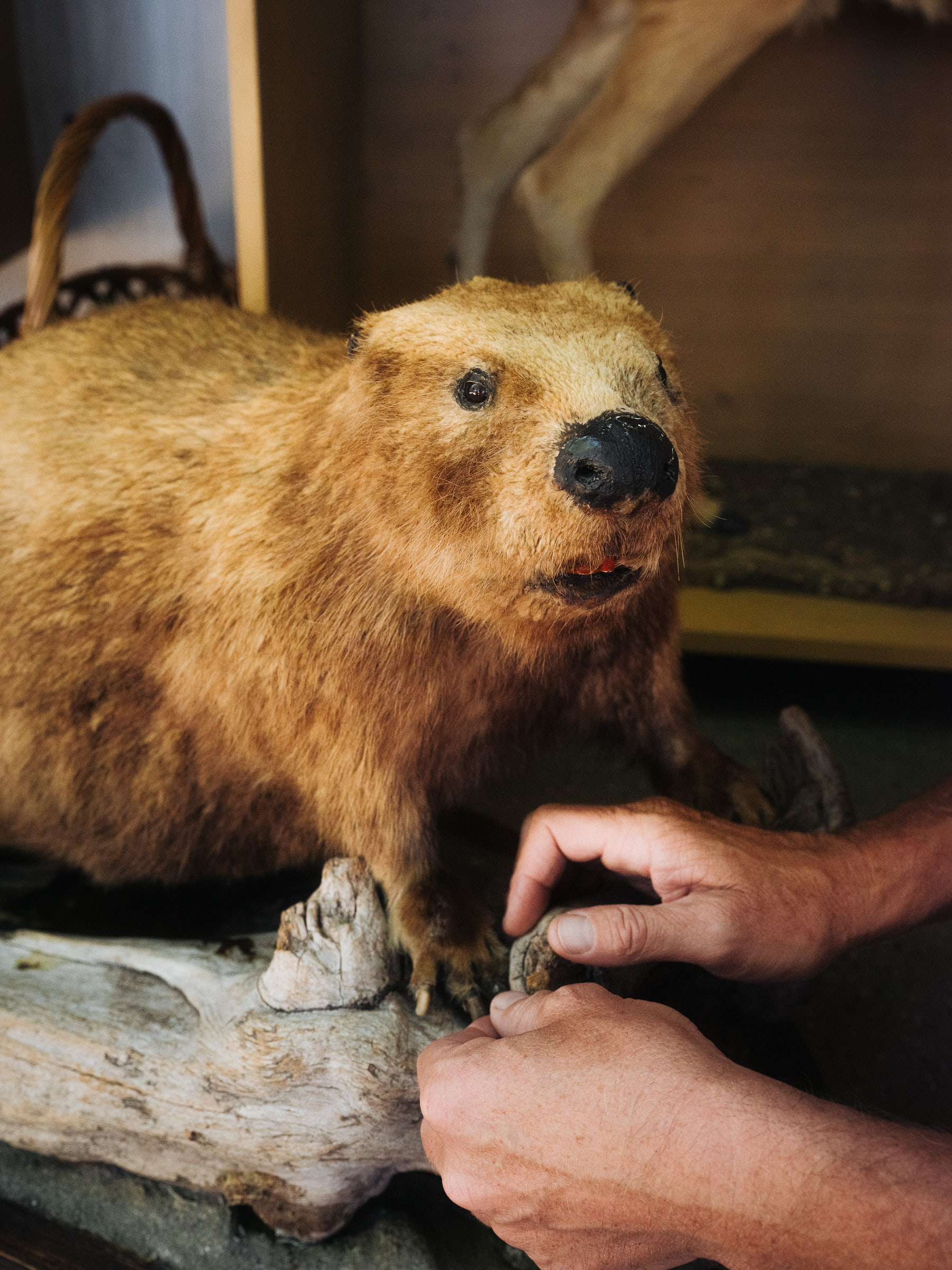 Stuffed Animals - Wald — photo 14