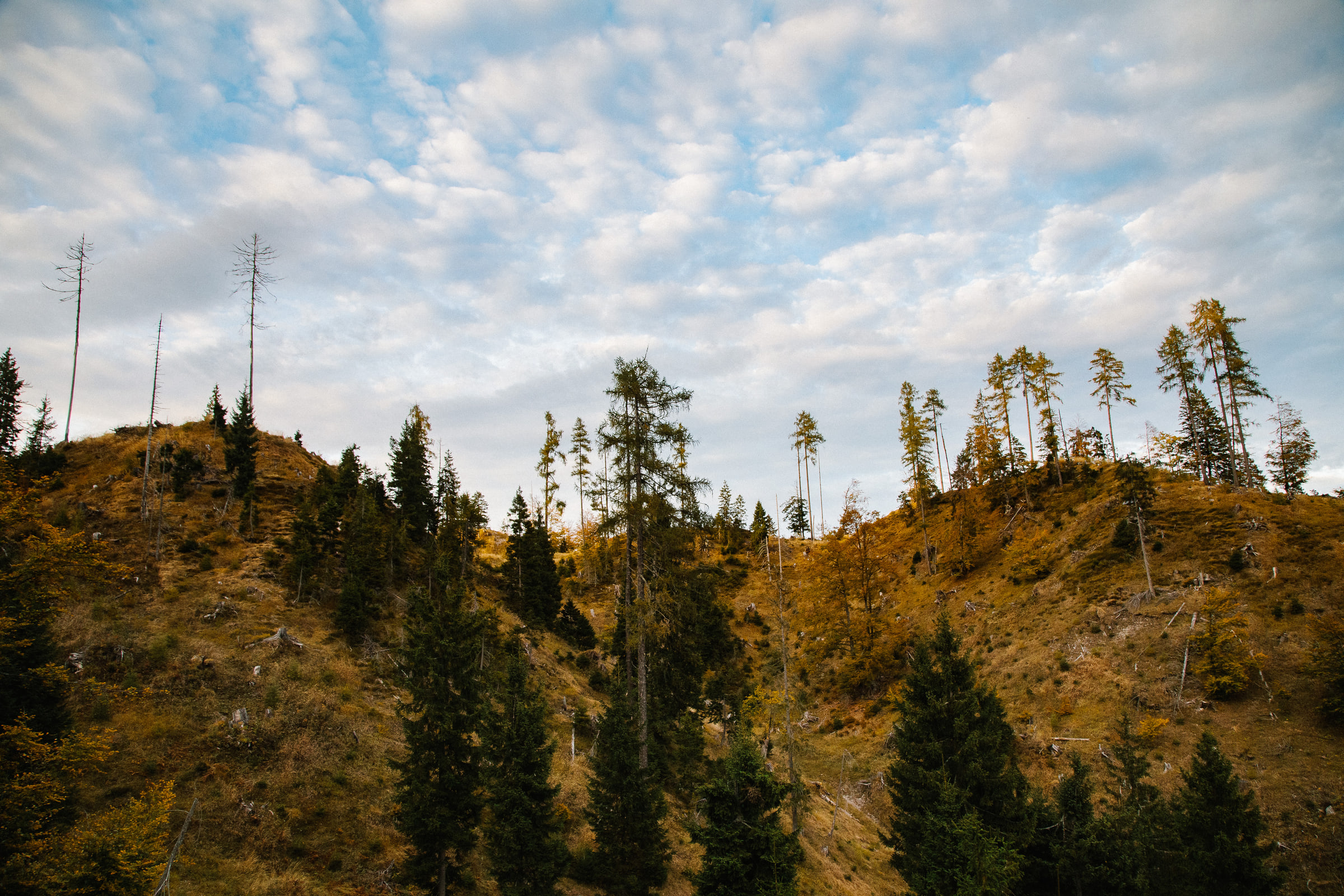 Wald Hunters — photo 10